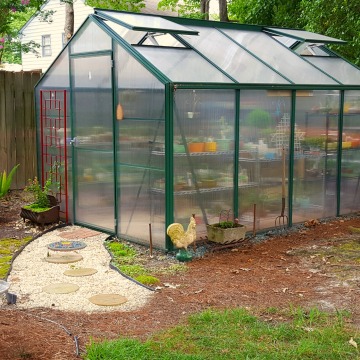 Cactus in a Greenhouse